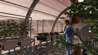 Las plantas cultivadas en suelo marciano son perfectamente comestibles